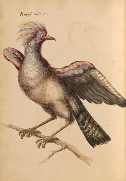 Oiseaux de la Ménagerie du Roi Pl.39 (18th century) av Pieter Boel