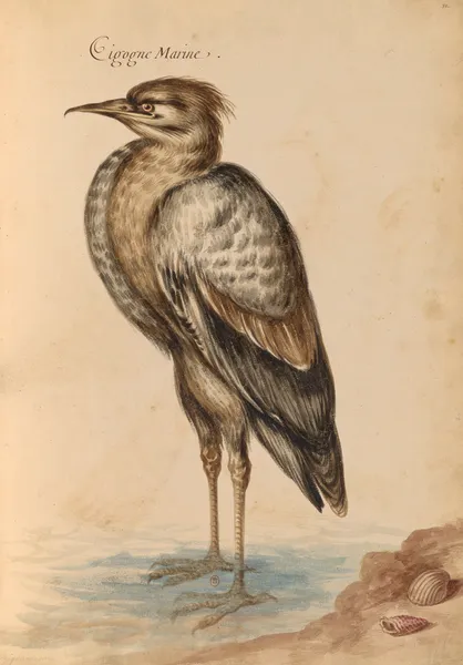 Oiseaux de la Ménagerie du Roi Pl.40 (18th century) av Pieter Boel