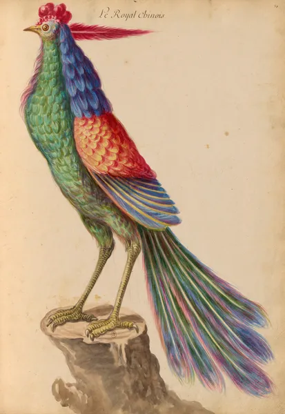 Oiseaux de la Ménagerie du Roi Pl.41 (18th century) av Pieter Boel