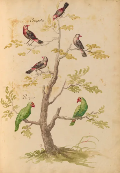 Oiseaux de la Ménagerie du Roi Pl.42 (18th century) av Pieter Boel