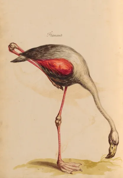 Oiseaux de la Ménagerie du Roi Pl.43 (18th century) av Pieter Boel