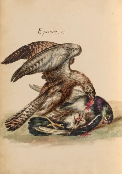 Oiseaux de la Ménagerie du Roi Pl.45 (18th century) av Pieter Boel