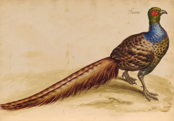 Oiseaux de la Ménagerie du Roi Pl.47 (18th century) av Pieter Boel