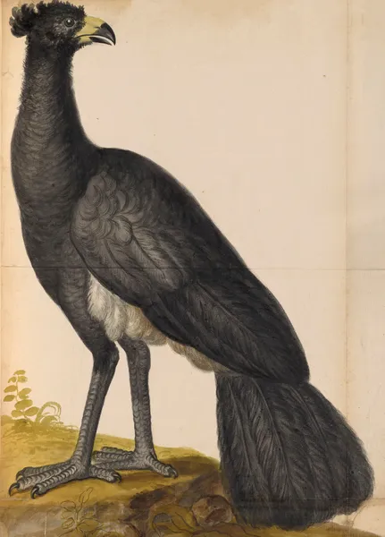 Oiseaux de la Ménagerie du Roi Pl.49 (18th century) av Pieter Boel