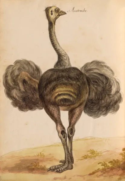 Oiseaux de la Ménagerie du Roi Pl.50 (18th century) av Pieter Boel
