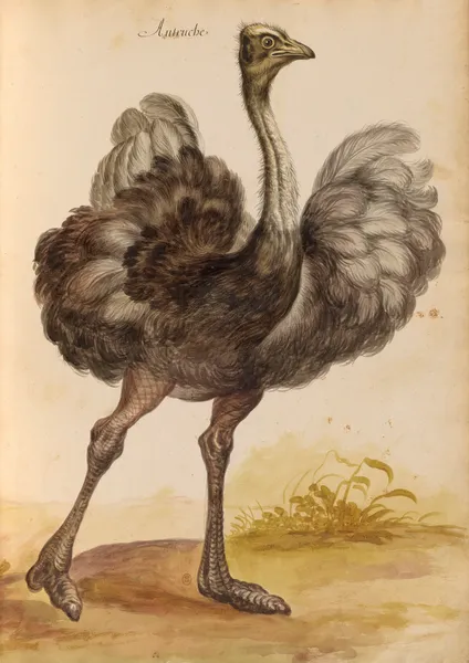 Oiseaux de la Ménagerie du Roi Pl.51 (18th century) av Pieter Boel