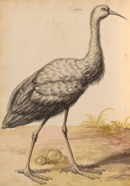 Oiseaux de la Ménagerie du Roi Pl.56 (18th century) av Pieter Boel