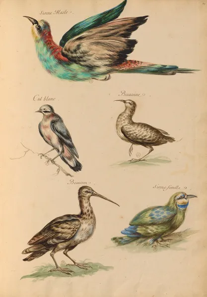 Oiseaux de la Ménagerie du Roi Pl.59 (18th century) av Pieter Boel
