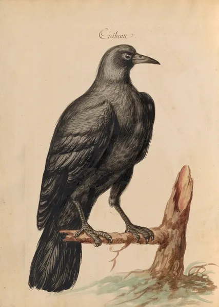Oiseaux de la Ménagerie du Roi Pl.61 (18th century) av Pieter Boel