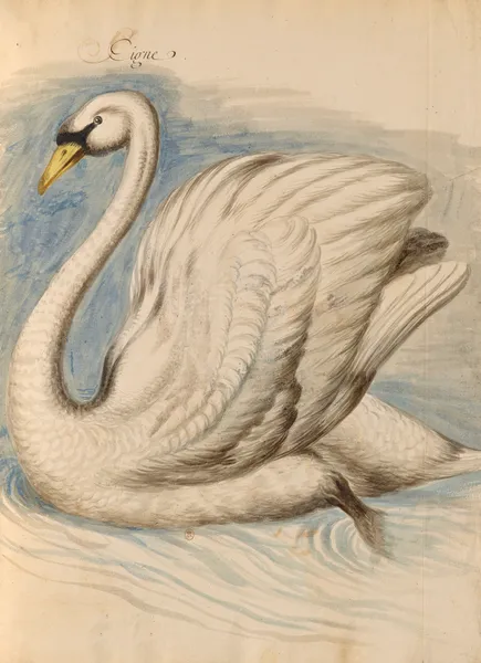 Oiseaux de la Ménagerie du Roi Pl.62 (18th century) av Pieter Boel