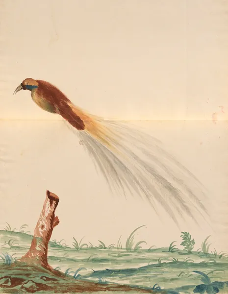 Oiseaux de la Ménagerie du Roi Pl.63 (18th century) av Pieter Boel