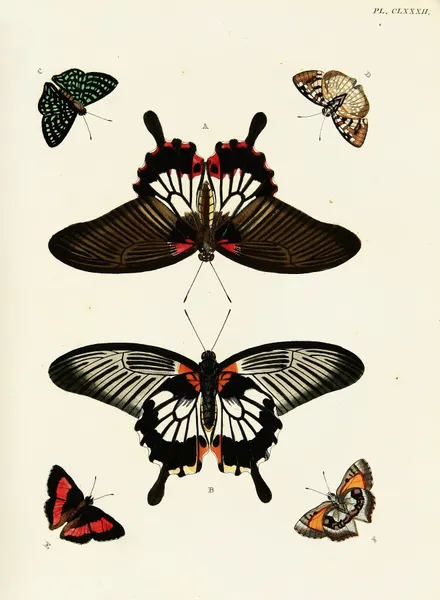 Foreign butterflies occurring in the three continents Asia, Africa and America Pl.429 av Pieter Cramer