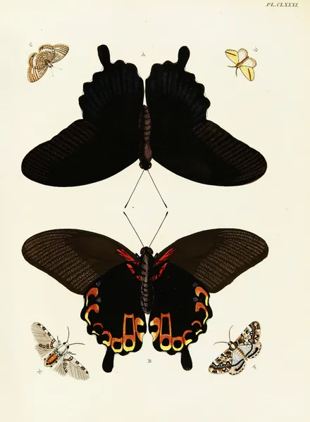 Foreign butterflies occurring in the three continents Asia, Africa and America Pl.428 av Pieter Cramer