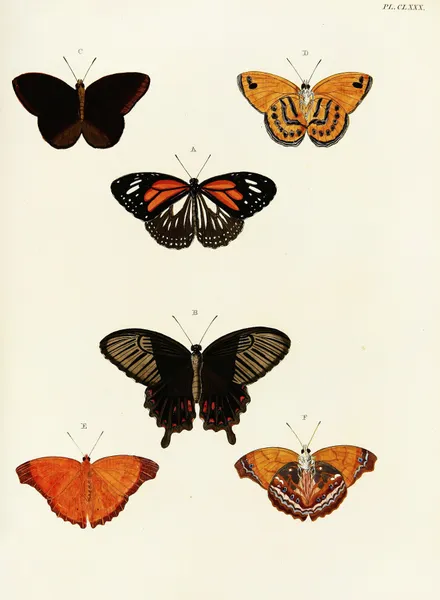 Foreign butterflies occurring in the three continents Asia, Africa and America Pl.427 av Pieter Cramer