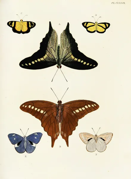 Foreign butterflies occurring in the three continents Asia, Africa and America Pl.426 av Pieter Cramer