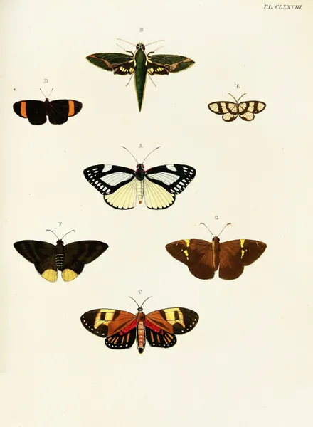 Foreign butterflies occurring in the three continents Asia, Africa and America Pl.425 av Pieter Cramer