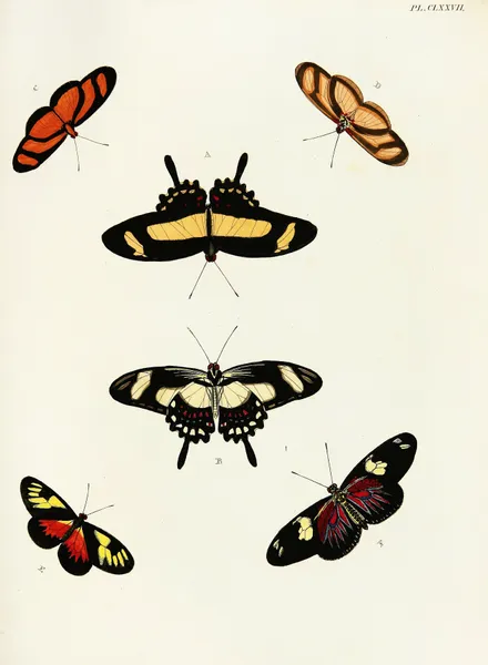 Foreign butterflies occurring in the three continents Asia, Africa and America Pl.424 av Pieter Cramer