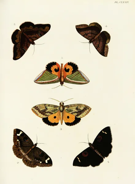 Foreign butterflies occurring in the three continents Asia, Africa and America Pl.421 av Pieter Cramer