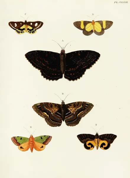 Foreign butterflies occurring in the three continents Asia, Africa and America Pl.419 av Pieter Cramer
