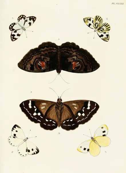 Foreign butterflies occurring in the three continents Asia, Africa and America Pl.418 av Pieter Cramer