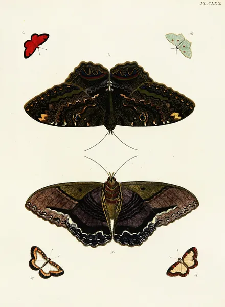 Foreign butterflies occurring in the three continents Asia, Africa and America Pl.417 av Pieter Cramer