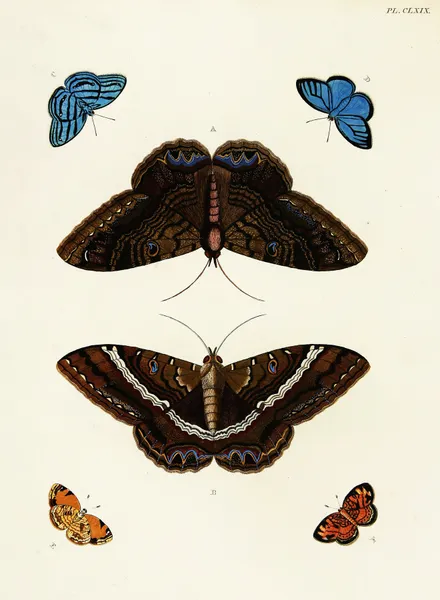 Foreign butterflies occurring in the three continents Asia, Africa and America Pl.416 av Pieter Cramer