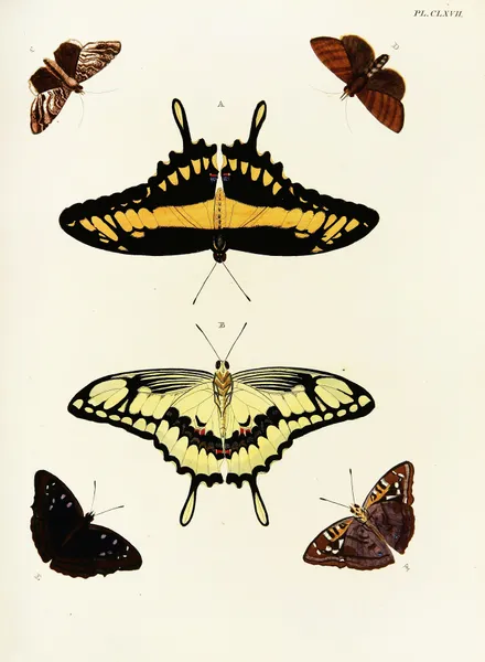 Foreign butterflies occurring in the three continents Asia, Africa and America Pl.414 av Pieter Cramer
