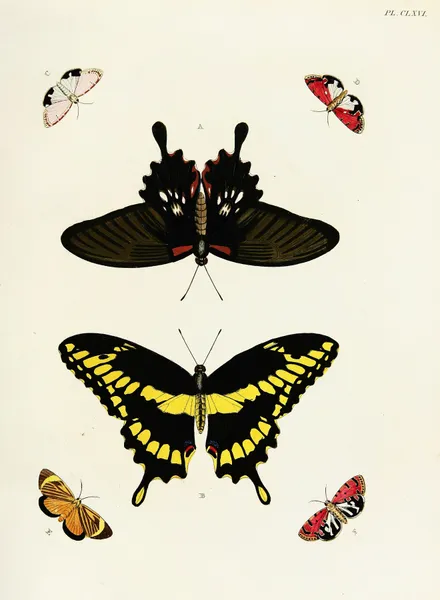 Foreign butterflies occurring in the three continents Asia, Africa and America Pl.413 av Pieter Cramer