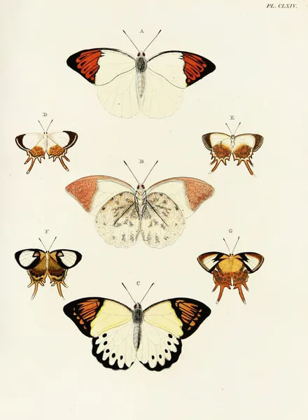 Foreign butterflies occurring in the three continents Asia, Africa and America Pl.411 av Pieter Cramer