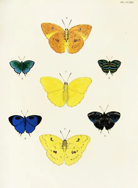 Foreign butterflies occurring in the three continents Asia, Africa and America Pl.410 av Pieter Cramer
