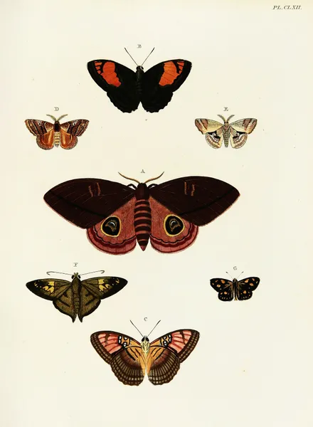 Foreign butterflies occurring in the three continents Asia, Africa and America Pl.409 av Pieter Cramer
