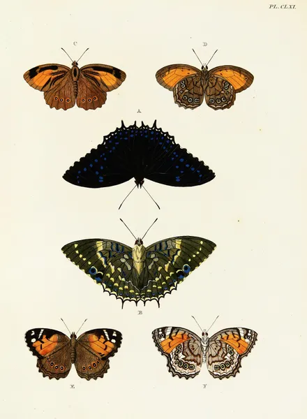 Foreign butterflies occurring in the three continents Asia, Africa and America Pl.408 av Pieter Cramer