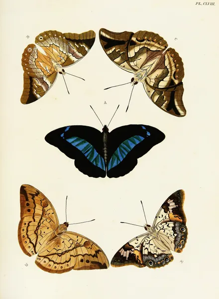 Foreign butterflies occurring in the three continents Asia, Africa and America Pl.405 av Pieter Cramer