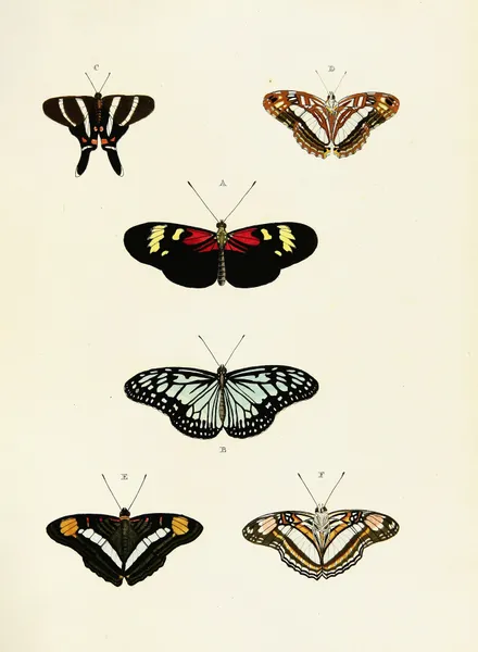 Foreign butterflies occurring in the three continents Asia, Africa and America Pl.435 av Pieter Cramer