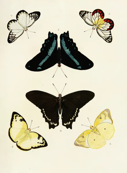 Foreign butterflies occurring in the three continents Asia, Africa and America Pl.434 av Pieter Cramer