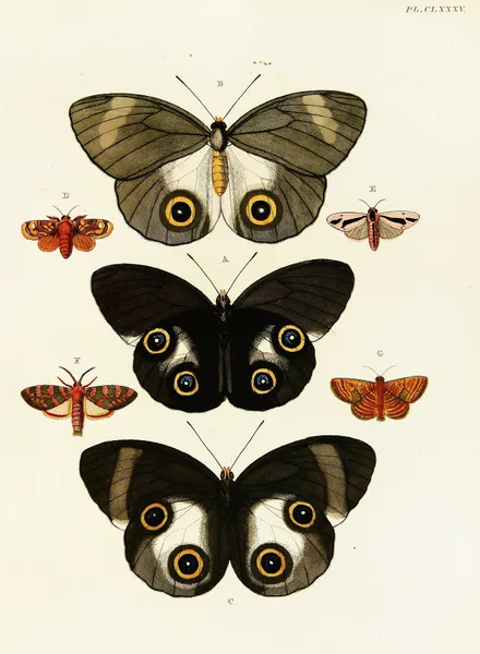 Foreign butterflies occurring in the three continents Asia, Africa and America Pl.432 av Pieter Cramer