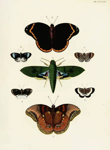 Foreign butterflies occurring in the three continents Asia, Africa and America Pl.431 av Pieter Cramer