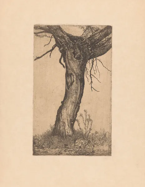 Wilg av Pieter Dupont