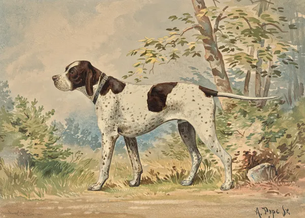Standing English Pointer, facing left av Alexander Pope Jr.