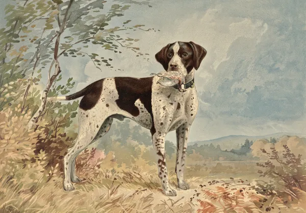 Standing English Pointer, facing right, bird in mouth av Alexander Pope Jr.