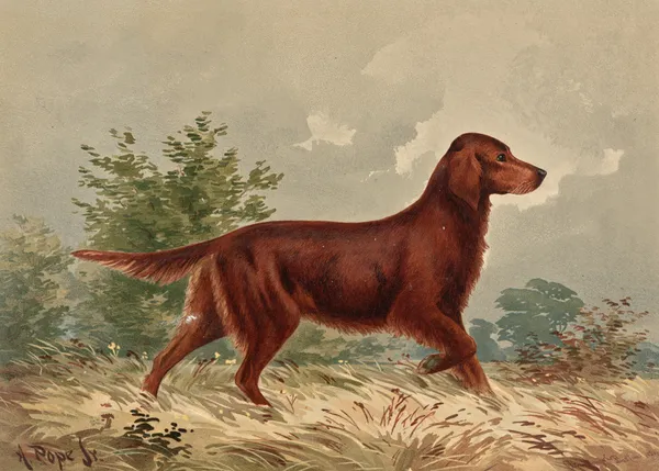 Standing Flatcoated Retriever, facing right av Alexander Pope Jr.