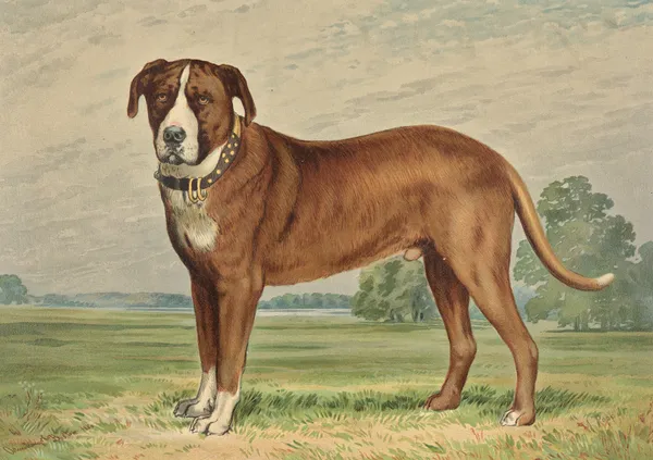 Standing Mountain Dog, facing left av Alexander Pope Jr.