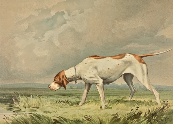 Standing Pointer, gazing at small bird in pond av Alexander Pope Jr.
