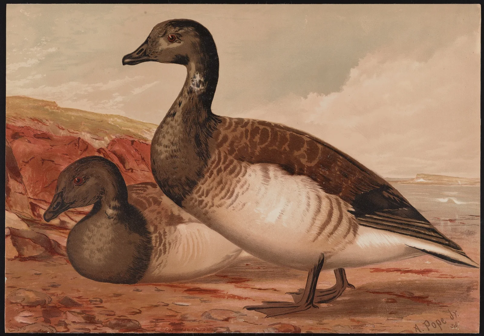 The brant (Branta bernicla) av Alexander Pope Jr.