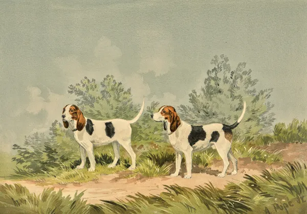 Two standing Harriers, facing left av Alexander Pope Jr.
