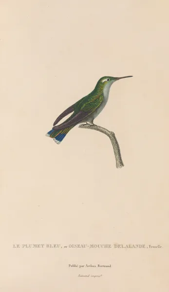 Histoire naturelle des oiseaux-mouches Pl.24 av René-Primevère Lesson