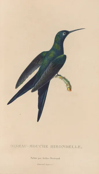 Histoire naturelle des oiseaux-mouches Pl.25 av René-Primevère Lesson