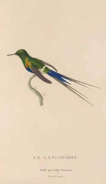 Histoire naturelle des oiseaux-mouches Pl.26 av René-Primevère Lesson