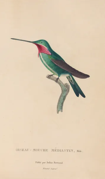 Histoire naturelle des oiseaux-mouches Pl.29 av René-Primevère Lesson