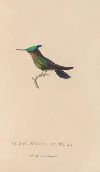 Histoire naturelle des oiseaux-mouches Pl.31 av René-Primevère Lesson